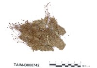 藏品(葫蘆苔)的圖片